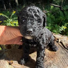 Olive - Black female Goldendoodle puppy in Cherry Tree, Pennsylvania from Plum Creek Acres Next Generation