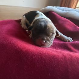 Zora Nakia - Liver and white female Shih Tzu puppy in Durham, North Carolina from The 🐾 Tang Clan Chronicle & Nursery