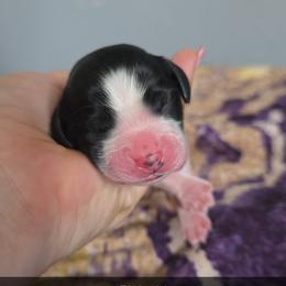 Girl 1 - Black and white female English Springer Spaniel puppy in Crockett, Texas from Obsidian Rose