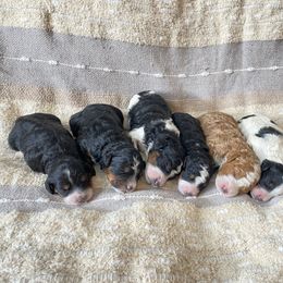 Bernedoodle Puppies from Scarlett Doodles