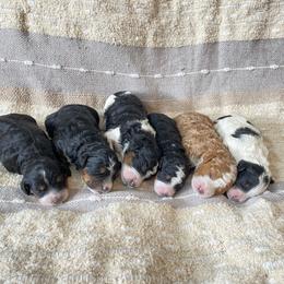 Bernedoodle Puppies from Scarlett Doodles