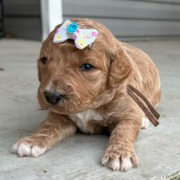 Harbor - Red  female Goldendoodle puppy in Camden, North Carolina from Oopsie Doodles of NC