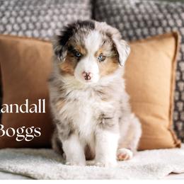 RANDALL BOGGS - Blue merle male Miniature American Shepherd puppy in Puyallup, Washington from FERGI’S GEMINI MAS