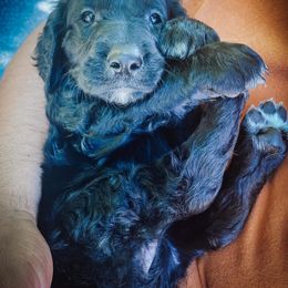 Goldendoodle Puppies from Peachy Doodles