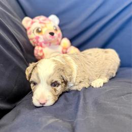 Ferrari - Red merle female Toy Australian Shepherd puppy in Medical Lake, Washington from MAS Gone Rogue