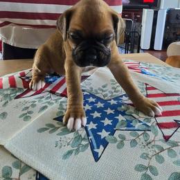 Boxer Puppies from Smith's Boxers of Fort Myers