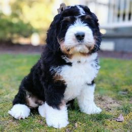 Bernedoodle and Double Doodle Puppies from Cloud Nine Doodles