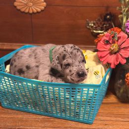 Merle - Merle male Great Dane puppy in Missouri from Daniels Danes