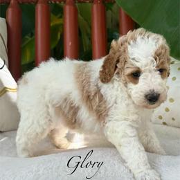 WBG Glory - Parti female Goldendoodle puppy in Wilmington, North Carolina from Wrightsville Beach GoldenDoodles
