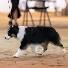 Bliz - Toy Australian Shepherd