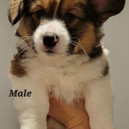 Pembroke Welsh Corgi Puppies from Corgi Loaves MN