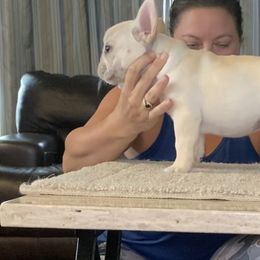 French Bulldog Puppies from Holly Womer