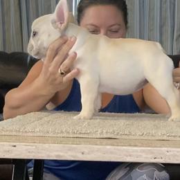 French Bulldog Puppies from Holly Womer