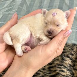 Bianca - Cream female Pomeranian puppy in Green Cove Springs, Florida from Natasha's Ark of Joy
