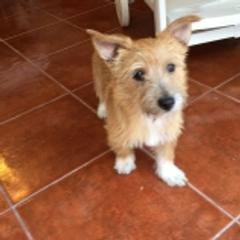 Portuguese Podengo Pequenos from Brookmont Portuguese Podengo Pequenos