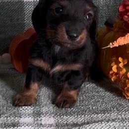Sherry - Sable female Dachshund puppy in Alice, Texas from Crimson’s longhair Dachshunds