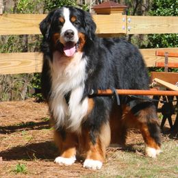 Bernese Mountain Dog All Grown Up from Tollhaus Bernese Mountain Dogs