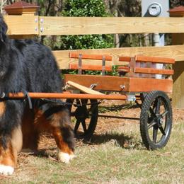 Bernese Mountain Dog All Grown Up from Tollhaus Bernese Mountain Dogs