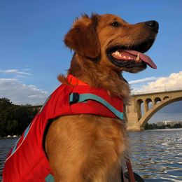 Golden Retriever All Grown Up from Smokingold Retreivers