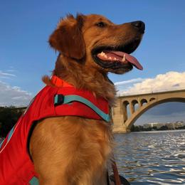 Golden Retriever All Grown Up from Smokingold Retreivers