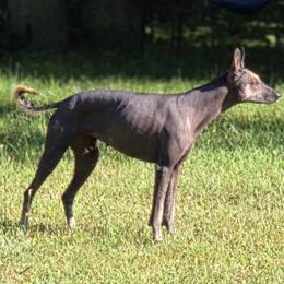 Xoloitzcuintli puppies from Mickam's Xolo's