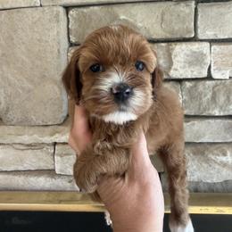 Chardonnay - Red female Cockapoo puppy in Connersville, Indiana from MoonShine Babies