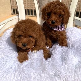 Poodle Puppies from Premier Poodle