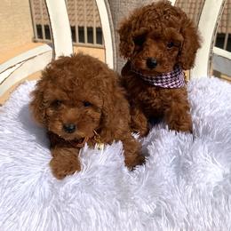Poodle Puppies from Premier Poodle
