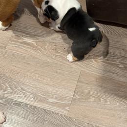 Bulldog Puppies from Bulldog's 4 Brothers