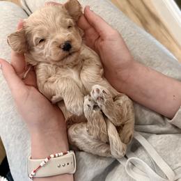 Pearl - Cream female Cockapoo puppy in Denver, Pennsylvania from Greenview Puppies