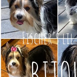 Keino - Biewer Terrier