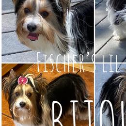 Keino - Biewer Terrier