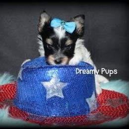 AKC Elvis - Black tan and white male Biewer Terrier puppy in Kennesaw, Georgia from Dreamy Pups