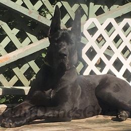 Great Danes from Rockin' Danes