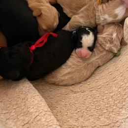 Blue - Black and white male Bernedoodle puppy in Travelers Rest, South Carolina from Bernedoodle.do