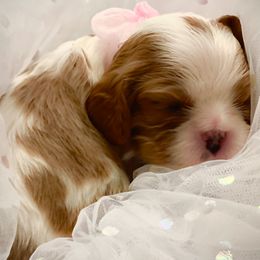 Cavalier King Charles Spaniels from Evera True Spaniels by Michele True
