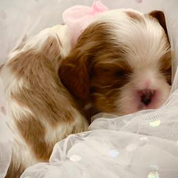Cavalier King Charles Spaniels from Evera True Spaniels by Michele True
