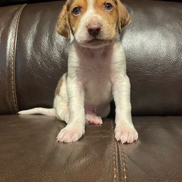 Boy 1 - Brown white and tan American Foxhound puppy in Waxhaw, North Carolina from Setting Sun Kennel