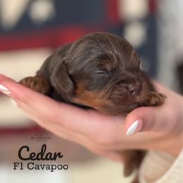 Cedar - Chocolate male Cavapoo puppy in Beckley, West Virginia from By Design Doodles