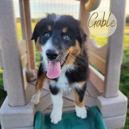 Service Dog in Training-Gable - Black tri-color male Australian Shepherd puppy in Pittsville, Wisconsin from Match Dot Pup