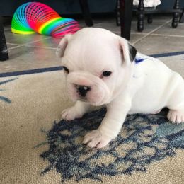 French Bulldog Puppies from Calypso Canine Company