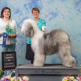 Dawn - Old English Sheepdog
