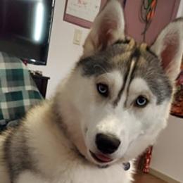Schipperke and Siberian Husky Puppies from Yuki Ookami Show Kennel