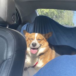 Finnie  - Pembroke Welsh Corgi