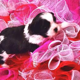 Spottie - Black and white male Shih Tzu puppy in Willard, Utah from Shih-tzu Queen