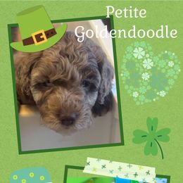 Juliet - Merle Goldendoodle puppy in Charlotte, North Carolina from Hopeful Heart Doodles