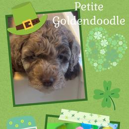 Juliet - Merle Goldendoodle puppy in Charlotte, North Carolina from Hopeful Heart Doodles