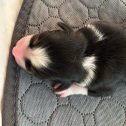 Disco - Black tri male Miniature American Shepherd puppy in Ewing, Kentucky from Bright Hope Aussies