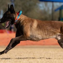 Belgian Malinois and German Shepherds from Légende Vivante Du Chief Kennel