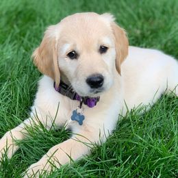 Golden Retrievers from Hambrick Golden Retrievers